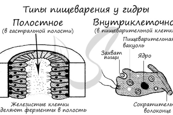 Kraken зеркало даркнет